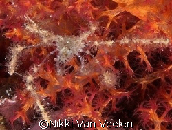 Spiny spider crab on soft coral taken on a night dive at ... by Nikki Van Veelen 